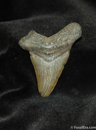 Small Megalodon Shark Tooth #560